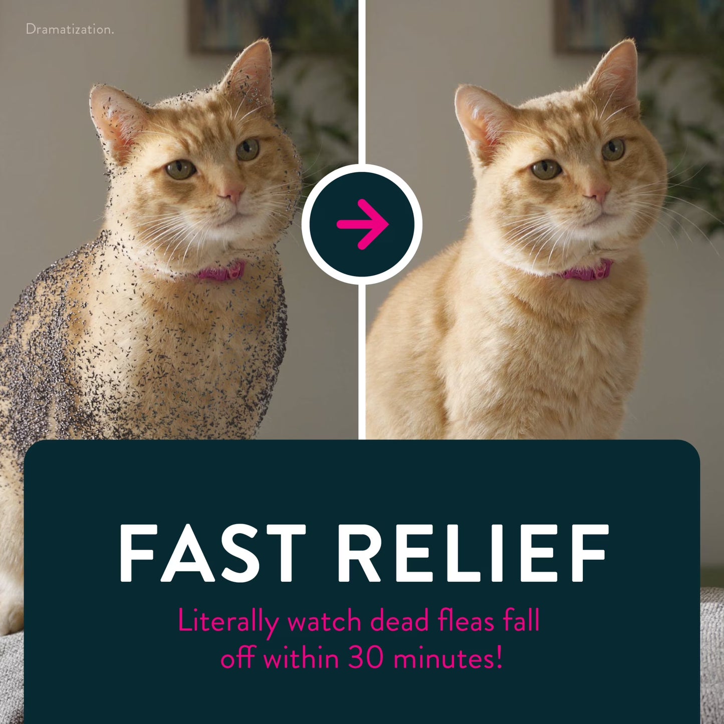 Capstar 6 Tablets For Cats 2-25 LBS